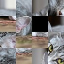 General / Cinematic | catcat