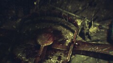 General / Cinematic | Dead by Daylight - The Walking Dead Official Trailer