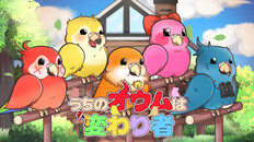 General / Cinematic | 「うちのオウムは変わり者」PV