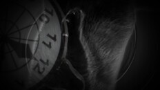 Gameplay | LoveCat's Cat Trailer