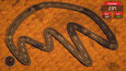 A screenshot of Little Laps