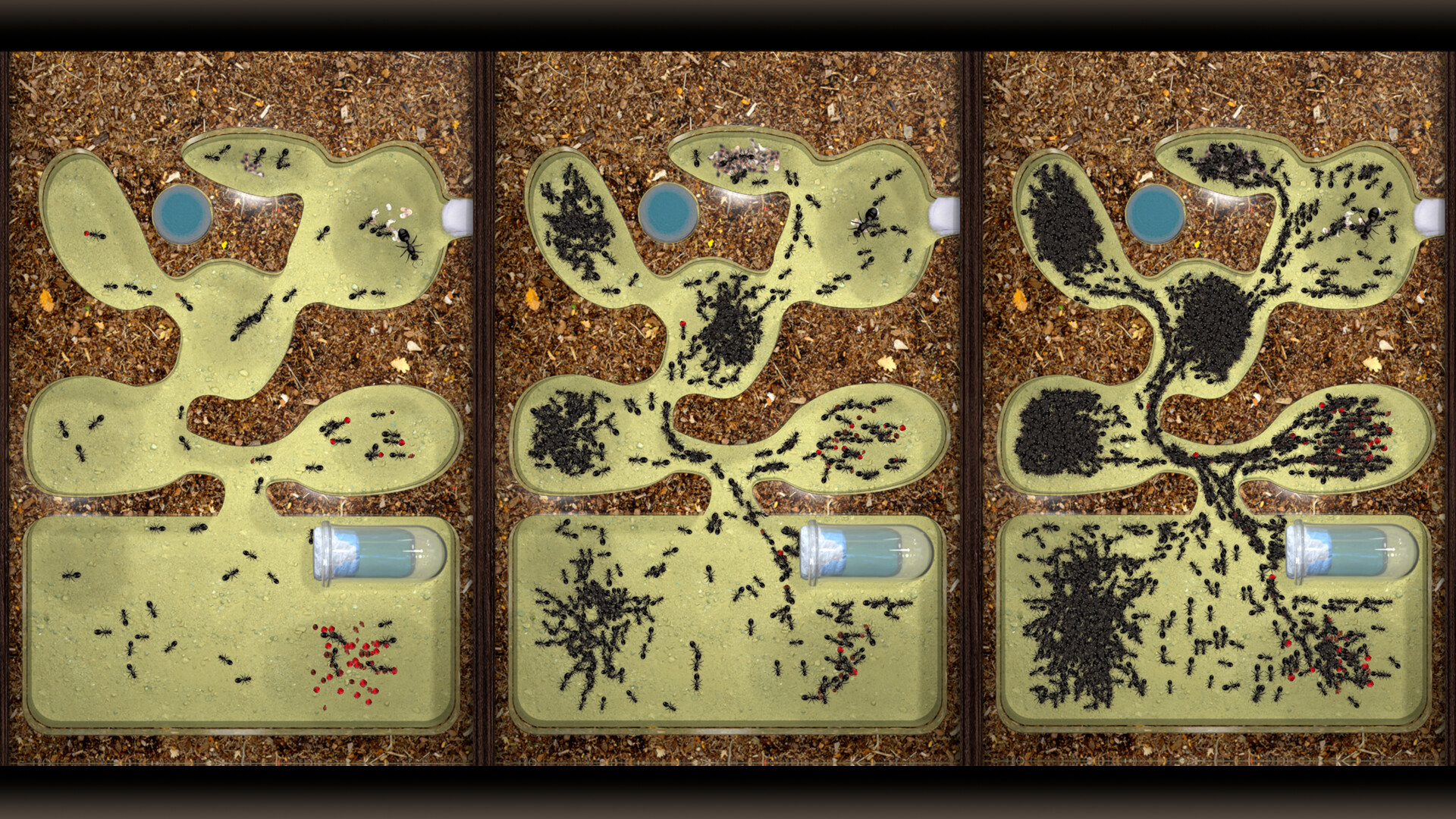 Ant Farm Simulator screenshot 1