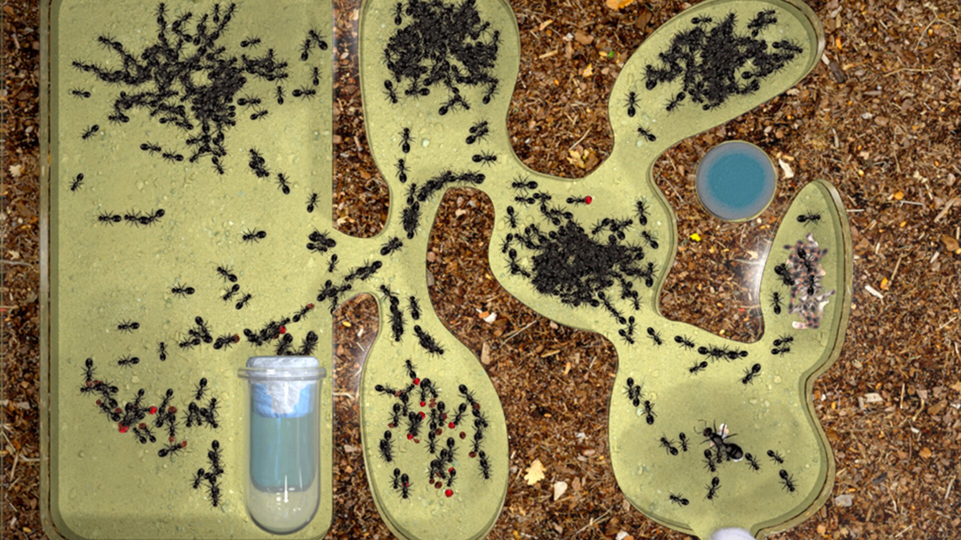 Ant Farm Simulator screenshot 2