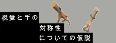 視覚と手の対称性についての仮説