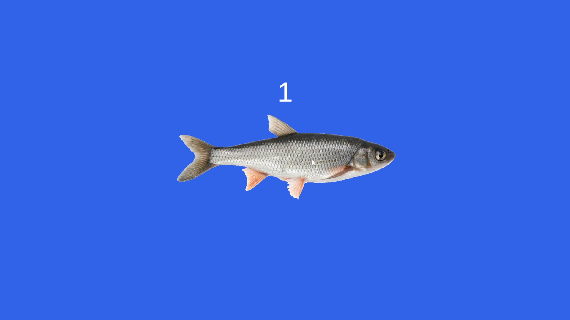 Fish screenshot 2