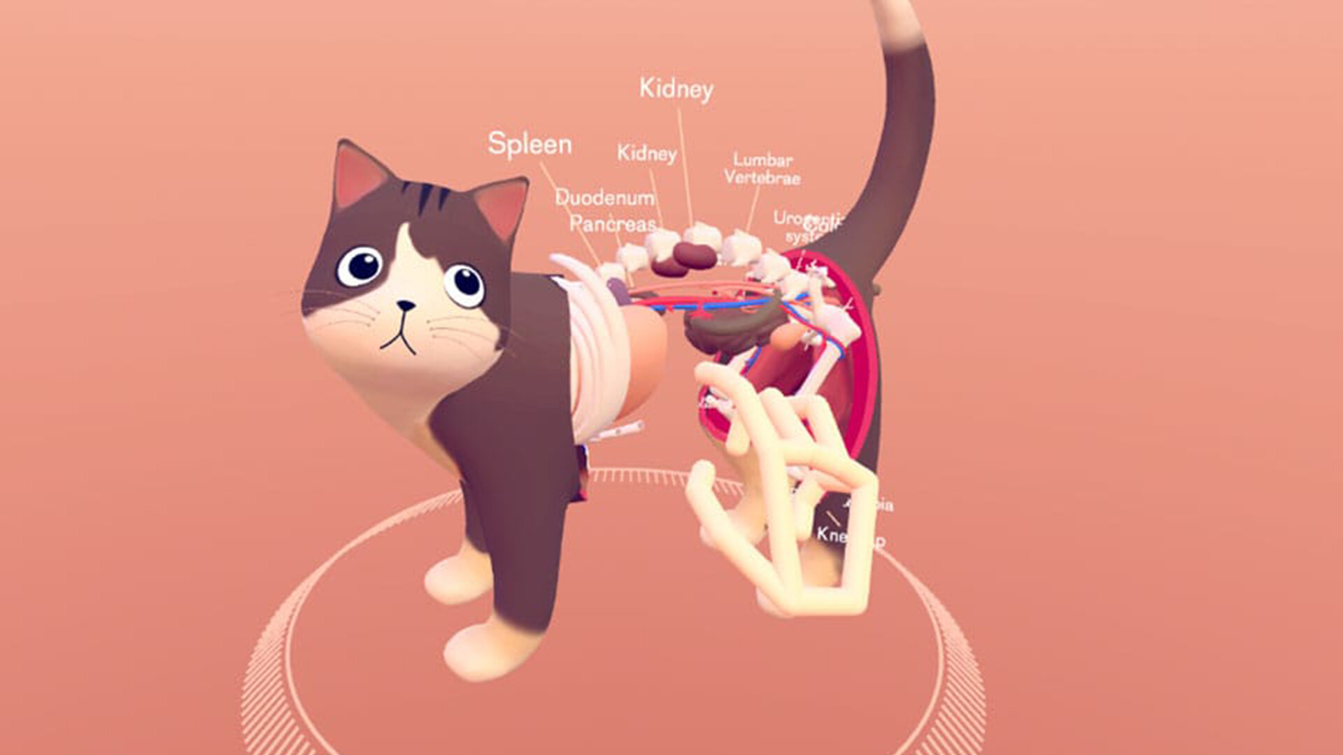 Cat Explorer screenshot 1