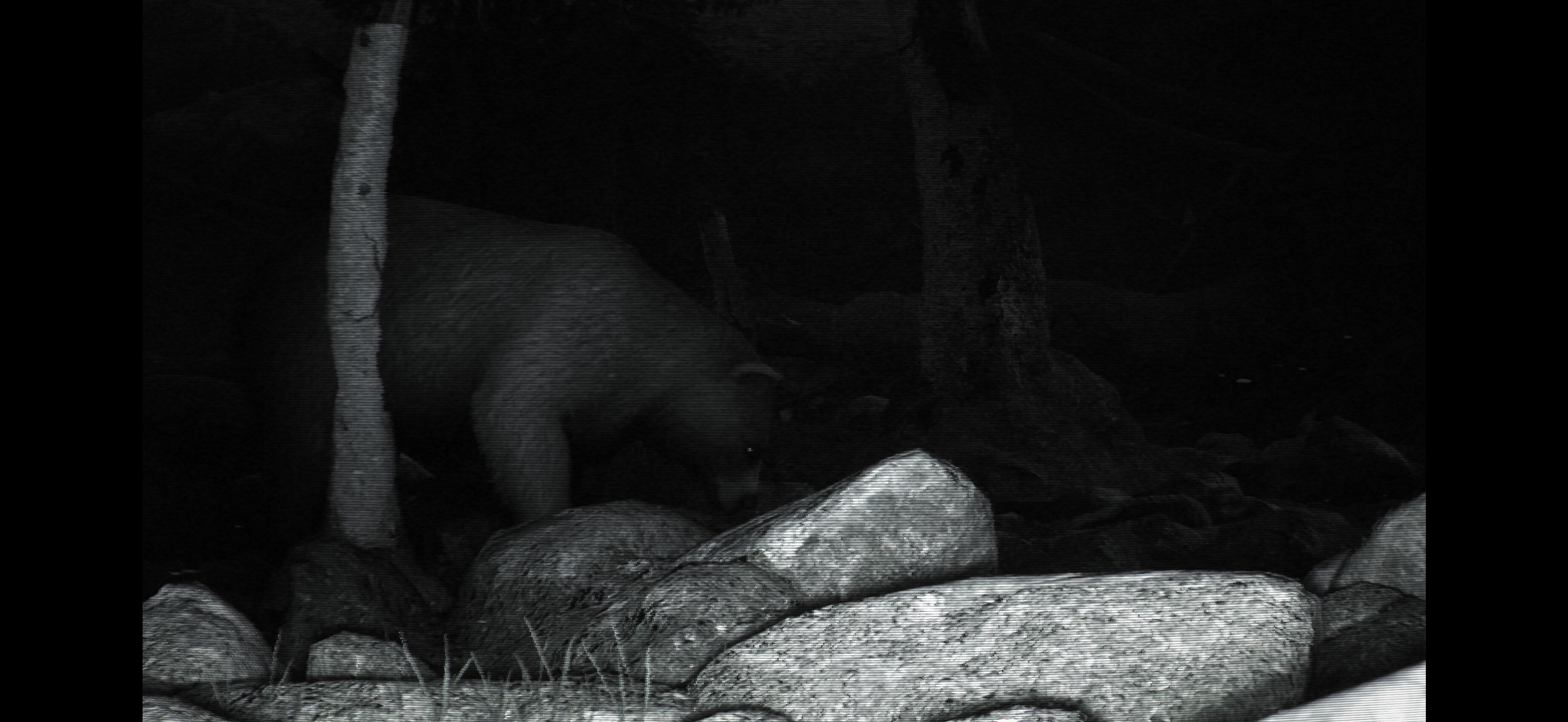 TRAILCAM screenshot 3