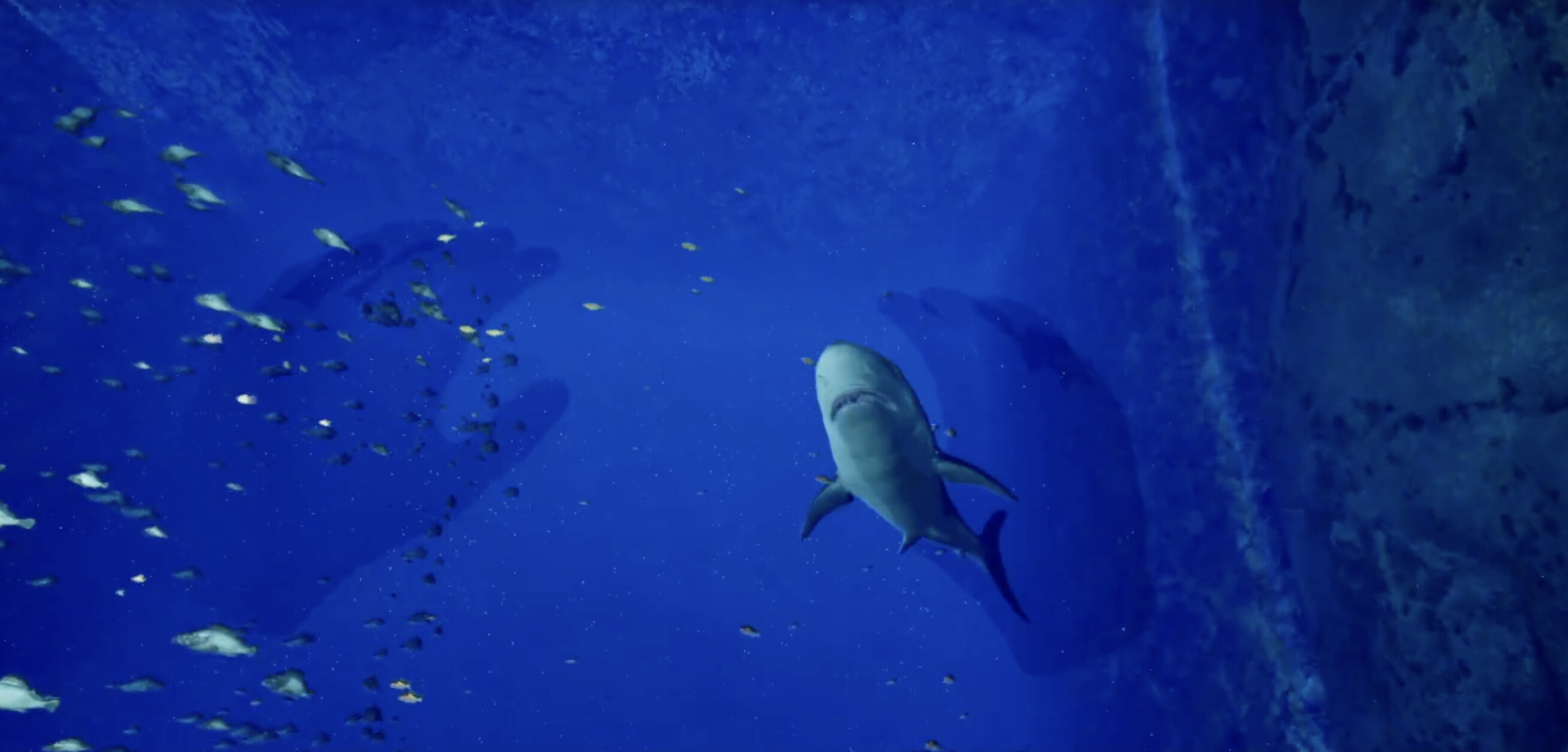 ８月３２日の水族館VR screenshot 1
