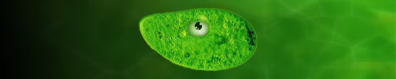 Green golgi body with one cartoony eye
