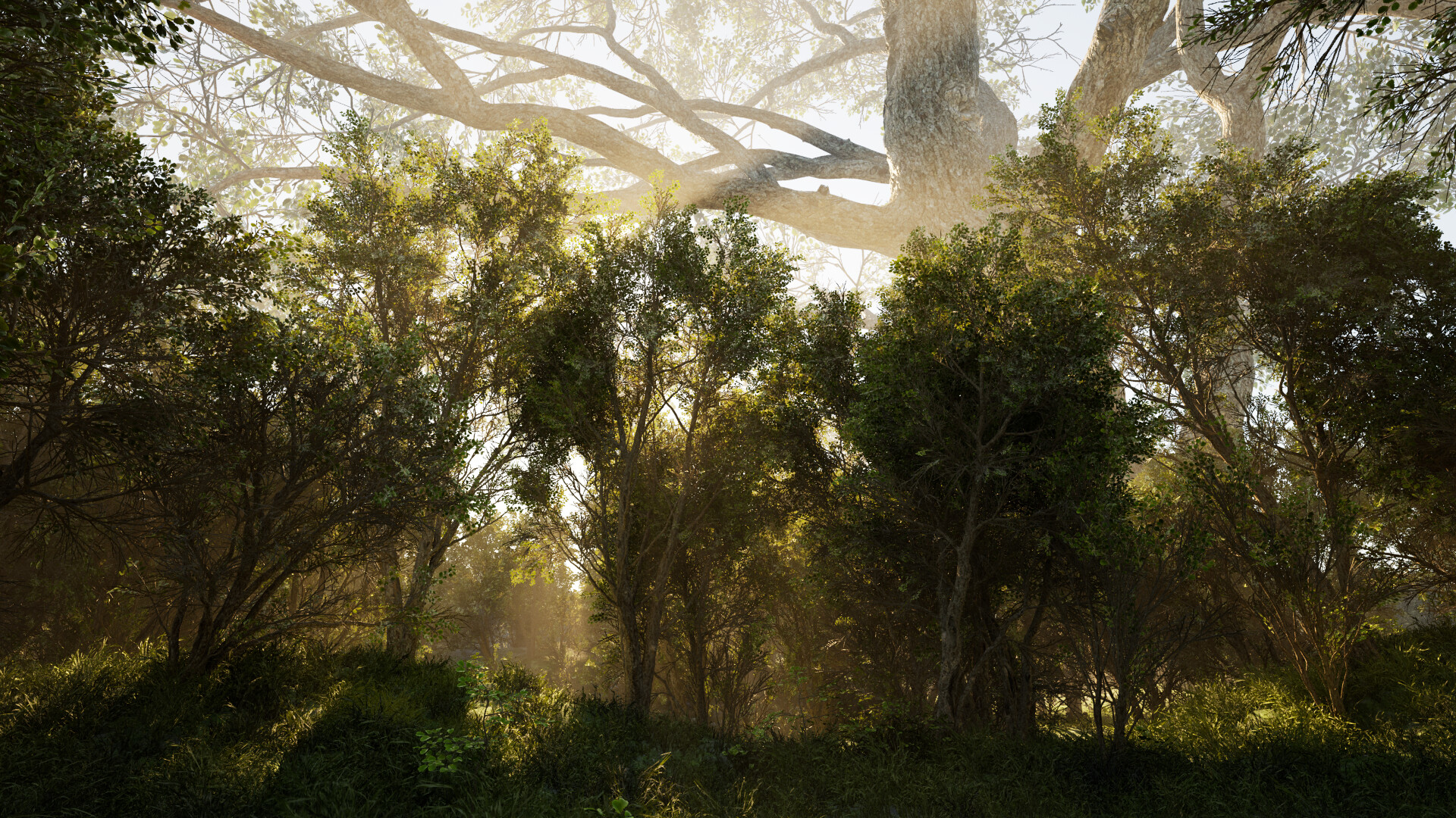 Calming Forest screenshot 1
