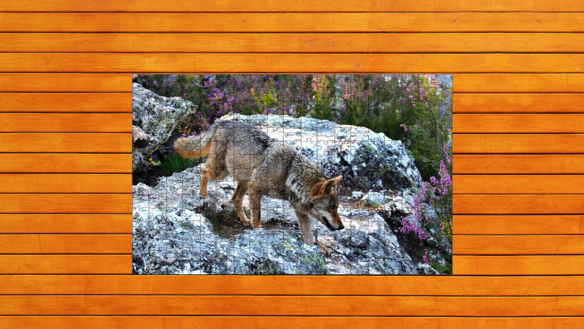 Bear vs. Wolf Jigsaw Puzzle screenshot 6