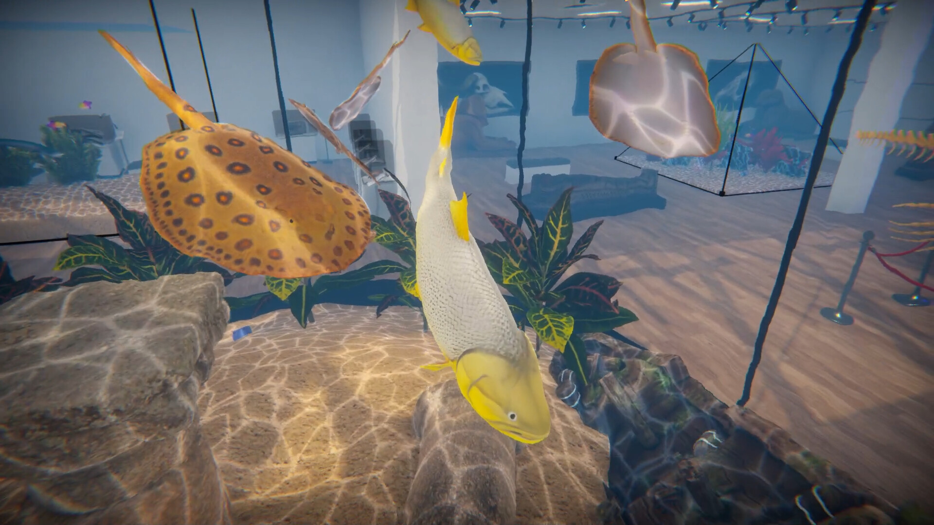 Aquarist - American Fish DLC screenshot 2