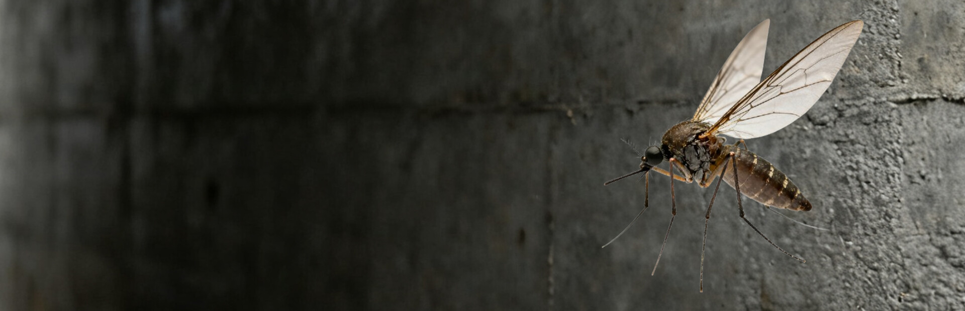 mosquito