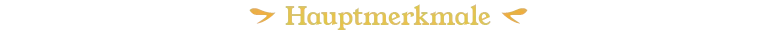Hauptmerkmale