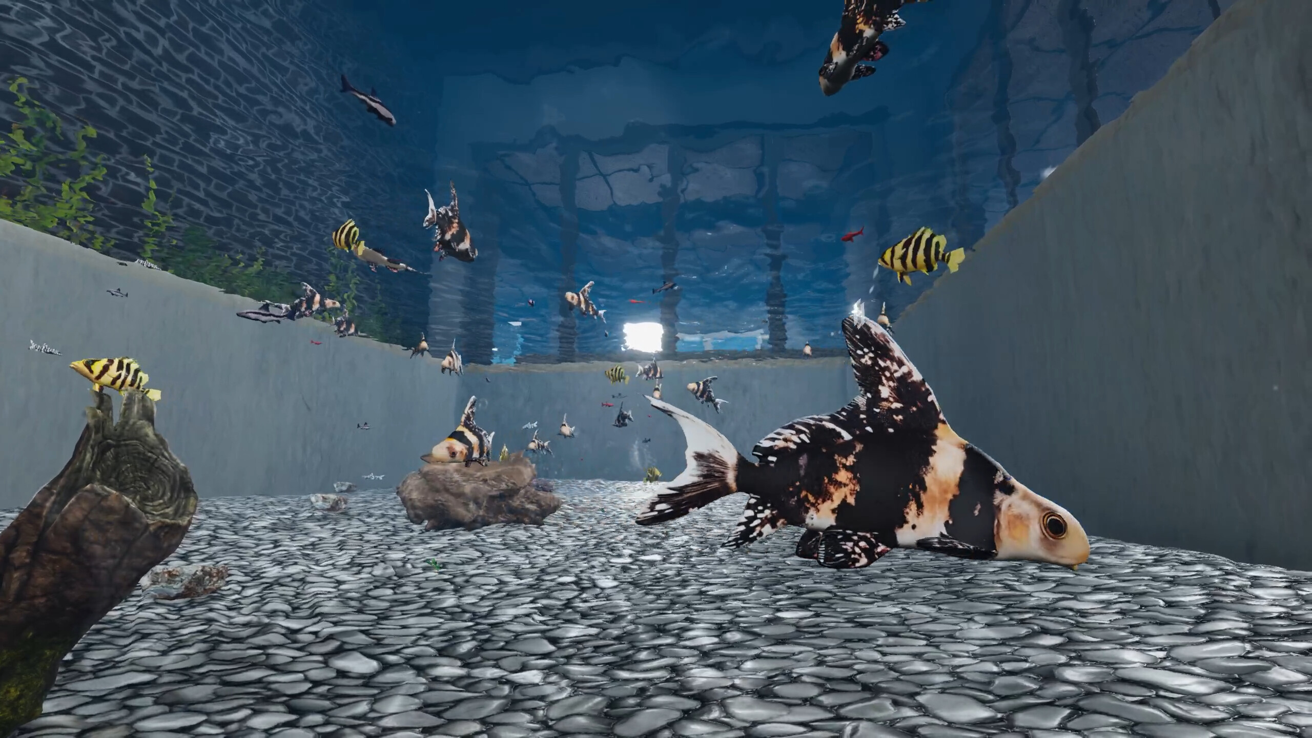 Aquarist - Asian Fish DLC screenshot 3