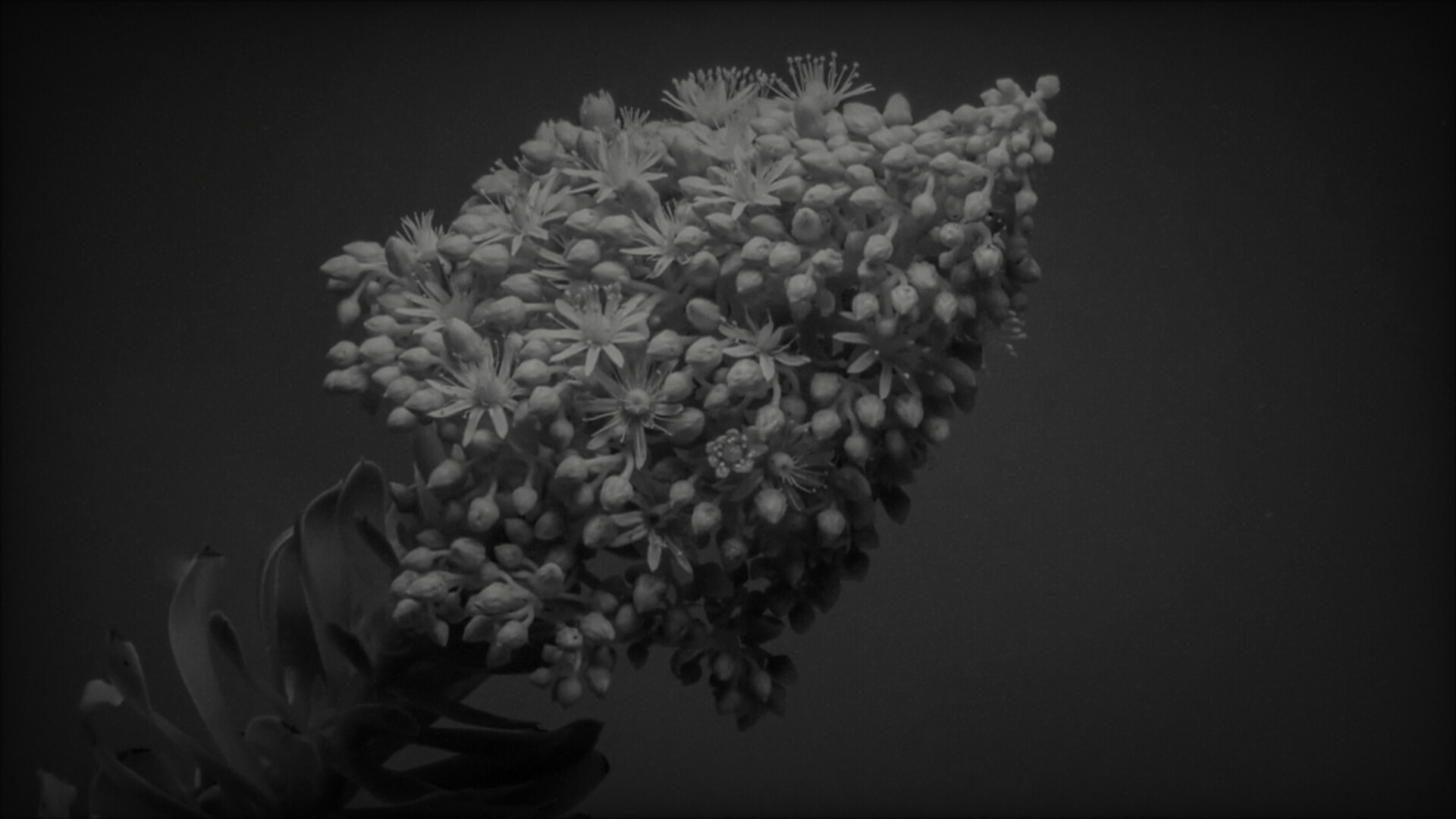 Divinuet screenshot 5