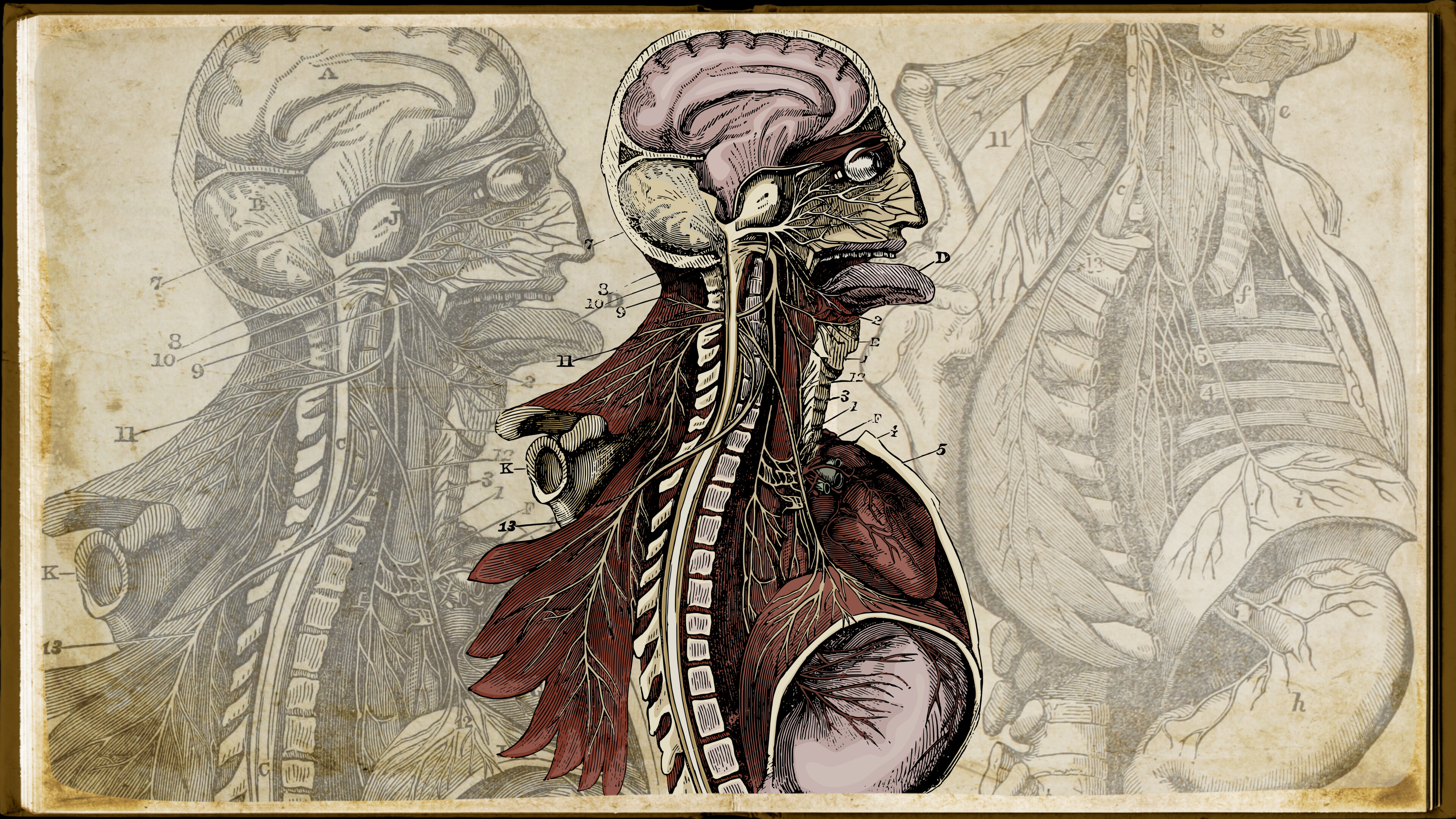 Wound Man - Supporter Pack screenshot 7