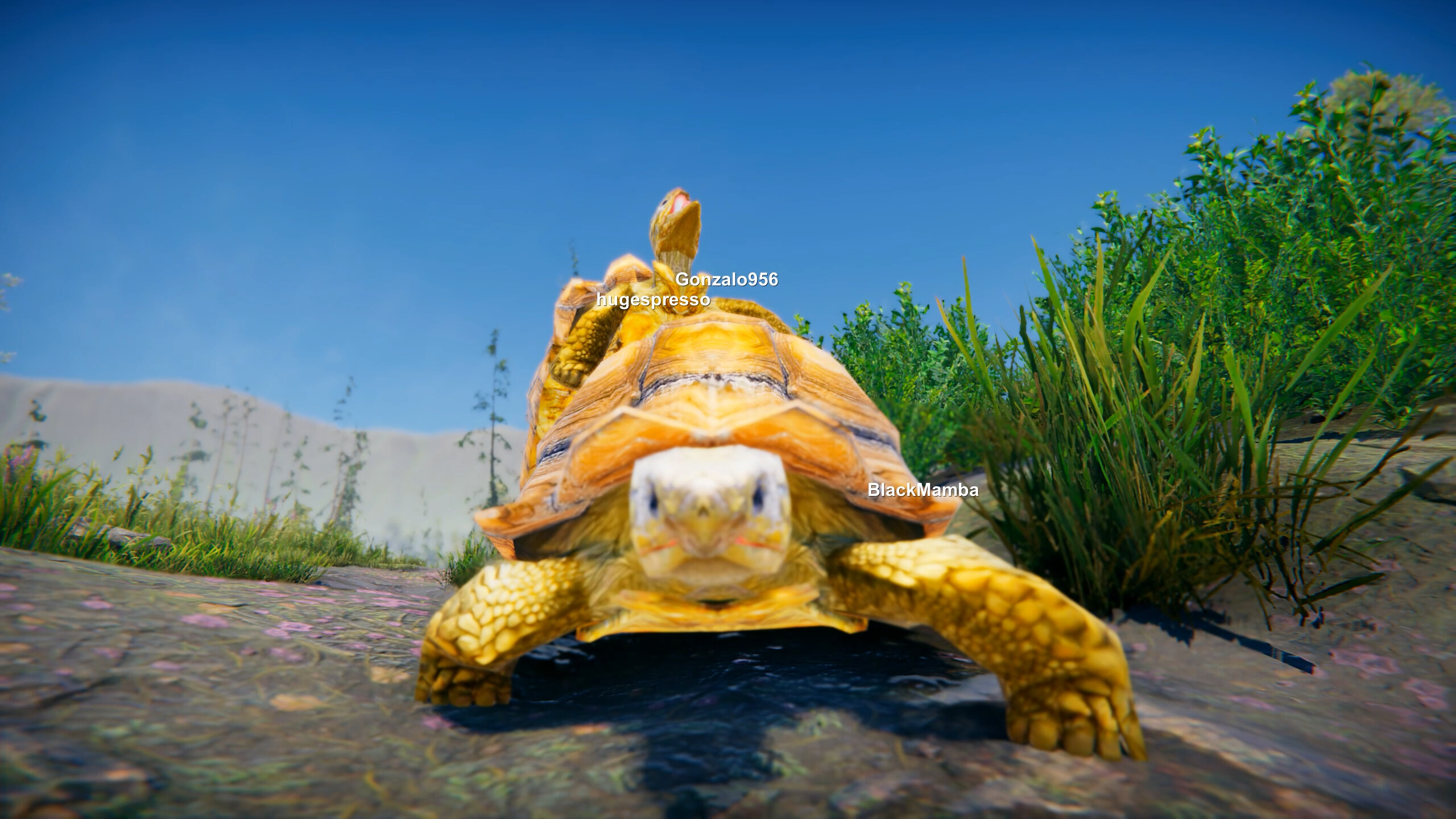 Turtles on Crocodiles screenshot 8