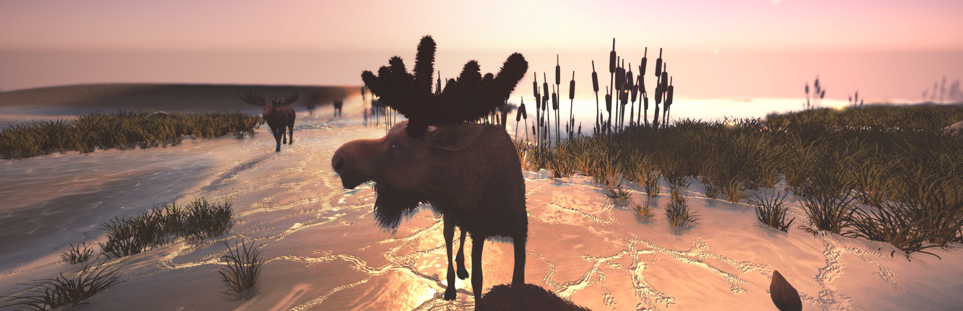 Moose Migration