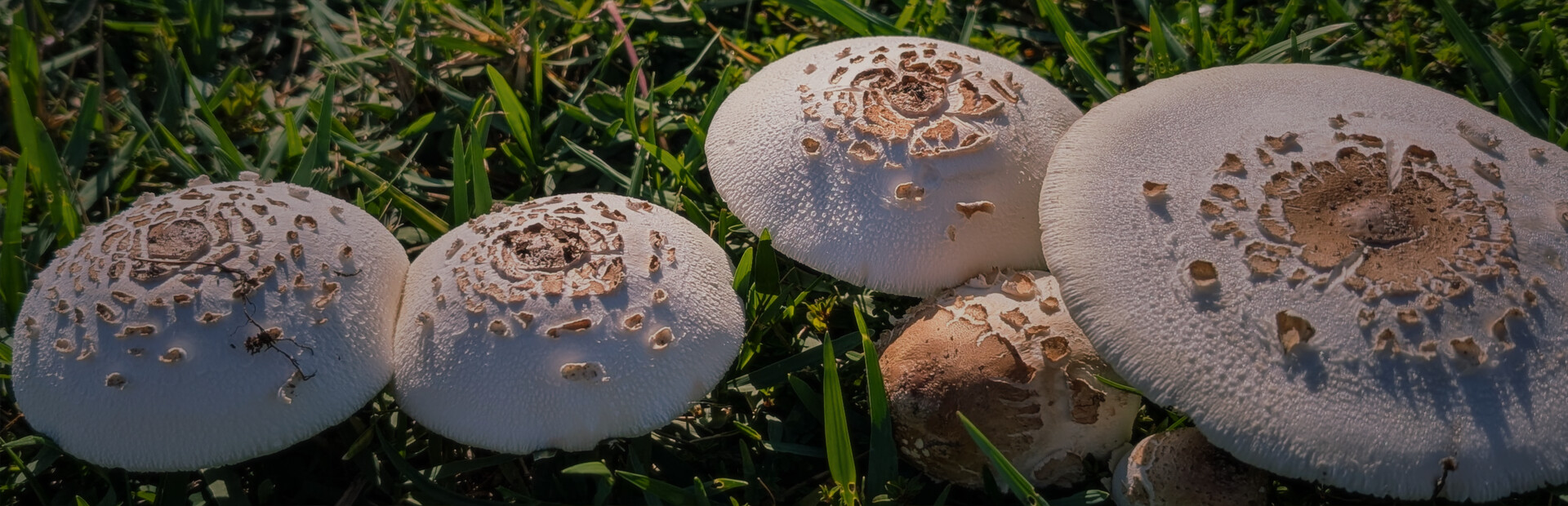 Shroomocracy! And The Wand Of Ages