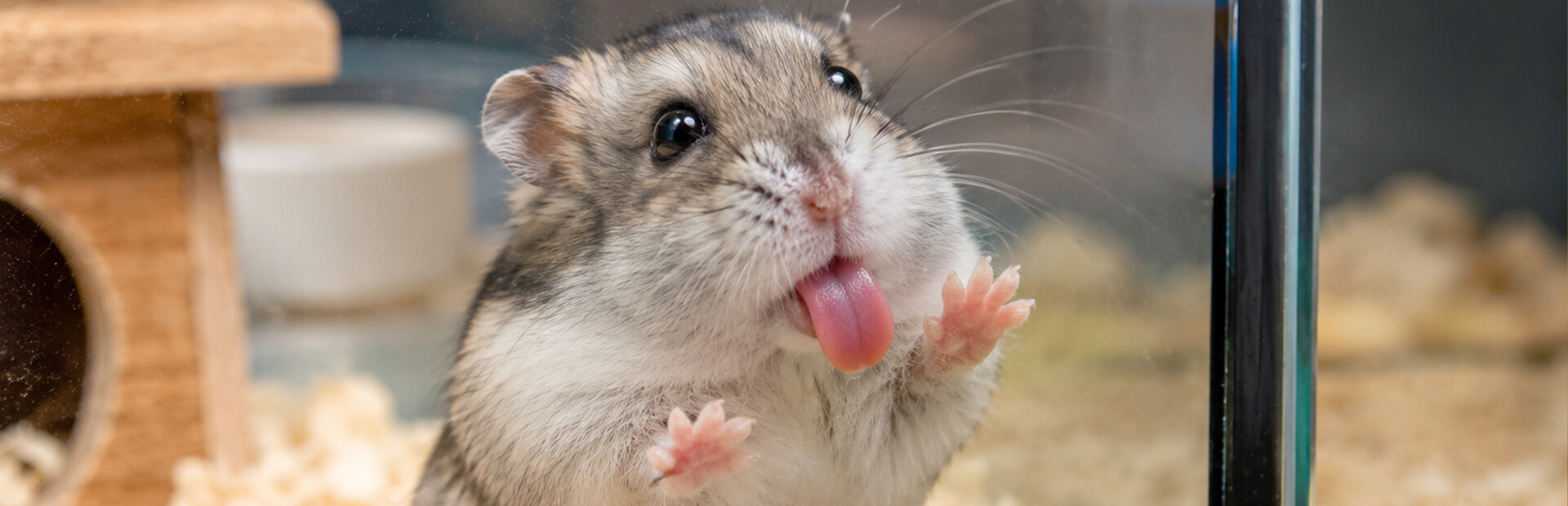 Puzzles Hamster
