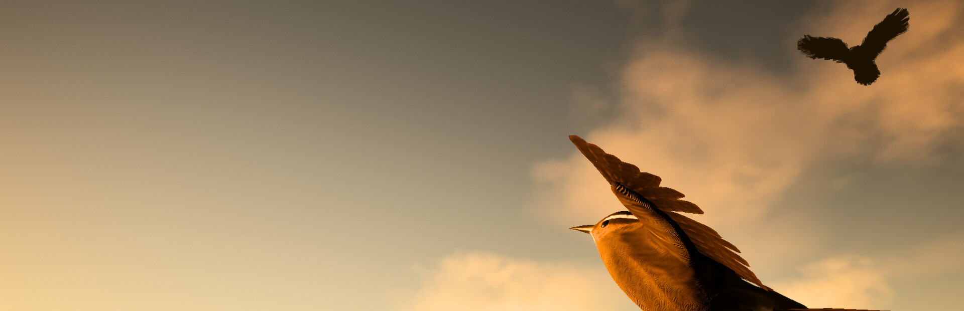 Pro Birder