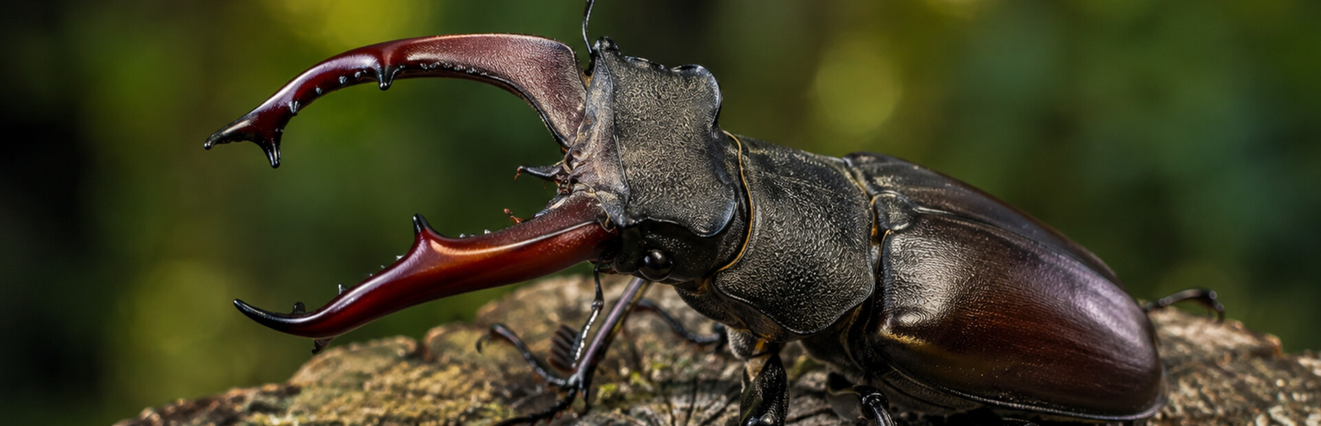 Puzzle Beetles