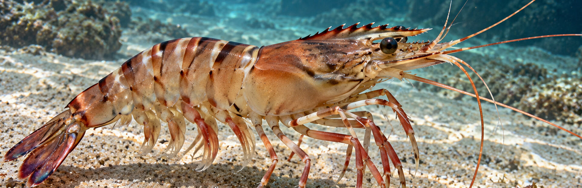 Puzzle Shrimps