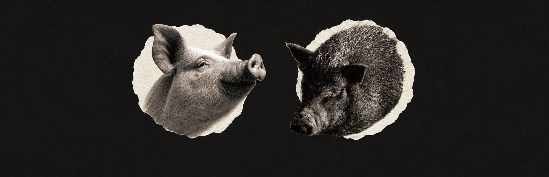 动物庄园 Animal Farm