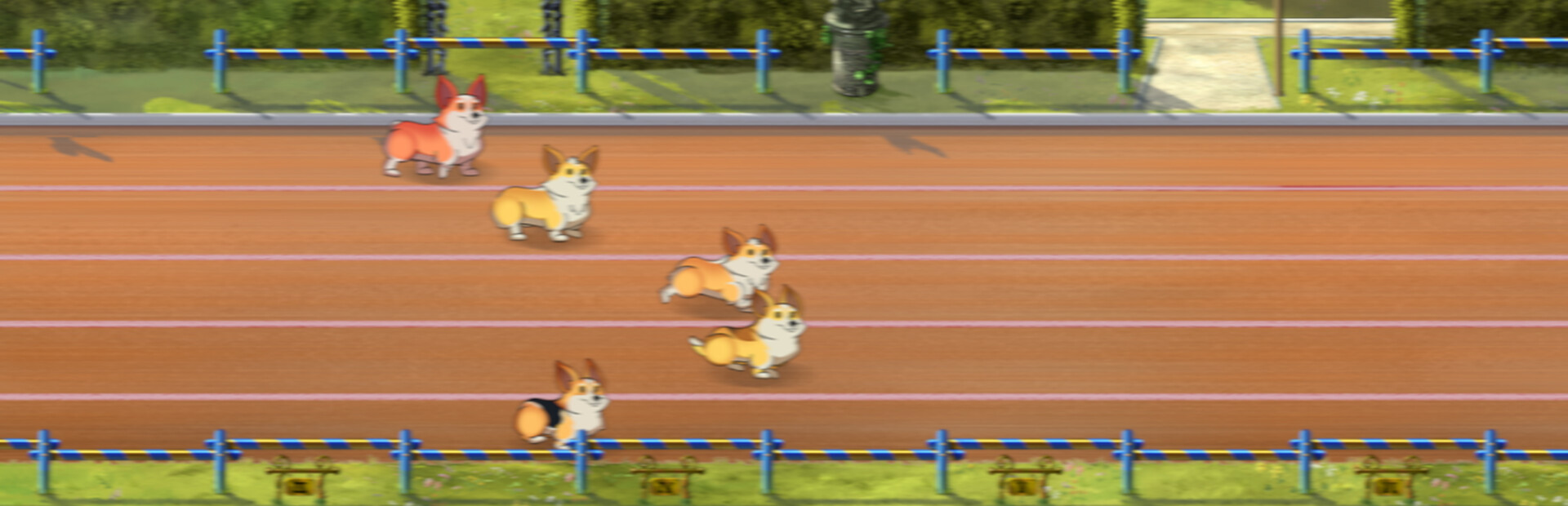 Corgi Race Live