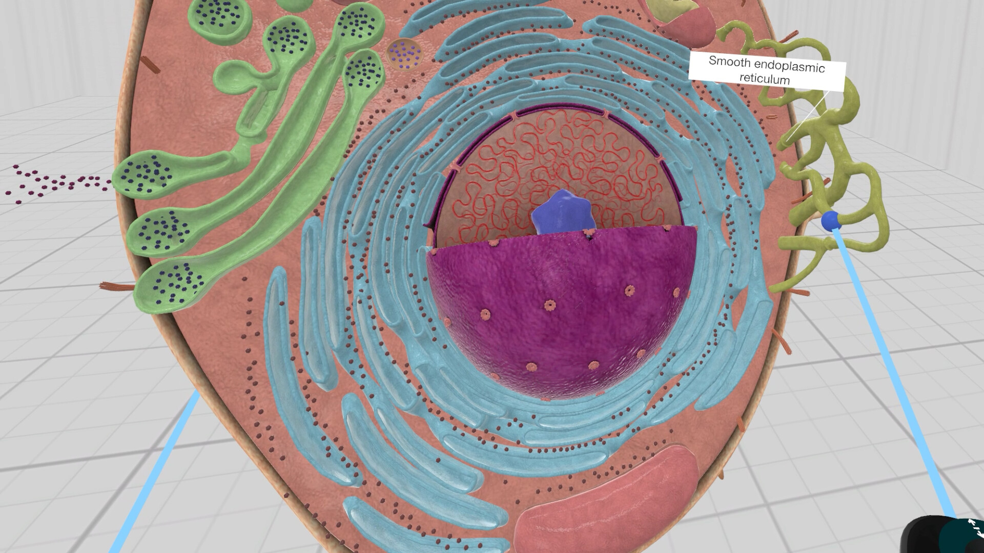 Everyday Anatomy VR screenshot 7