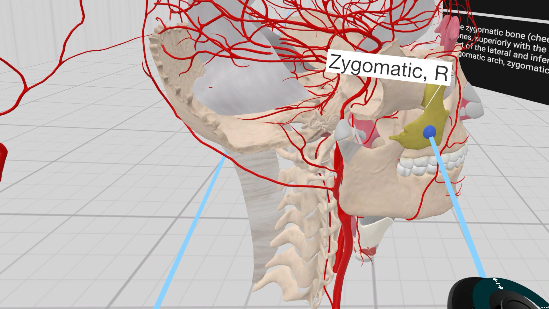 Everyday Anatomy VR screenshot 5
