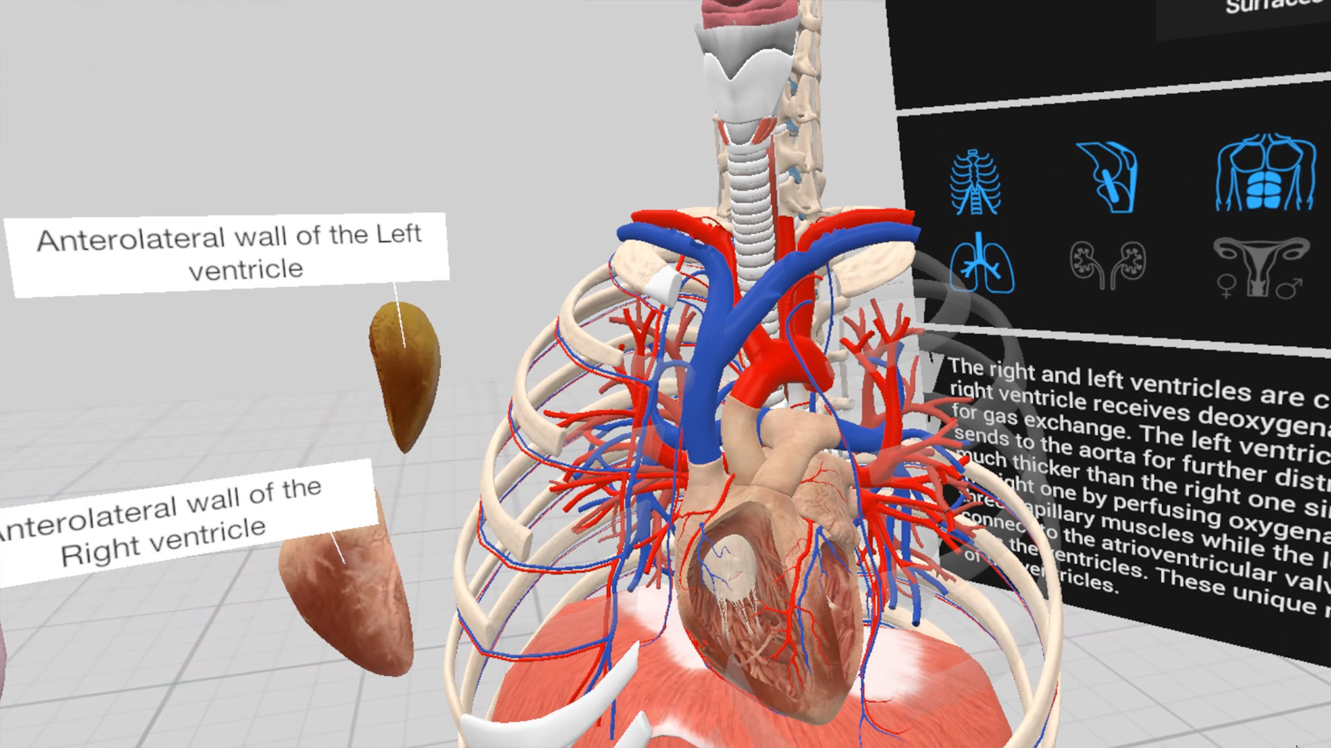 Everyday Anatomy VR screenshot 1