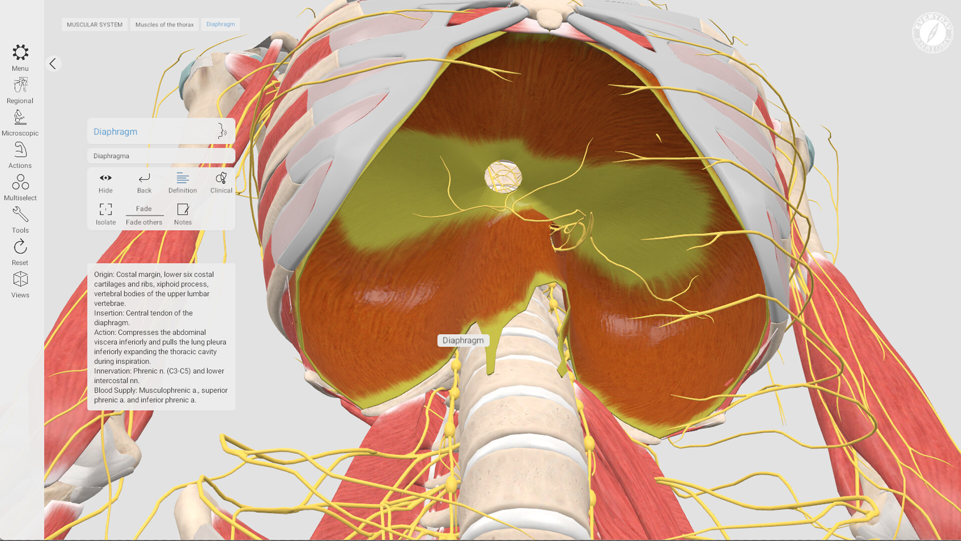 Everyday Anatomy screenshot 7