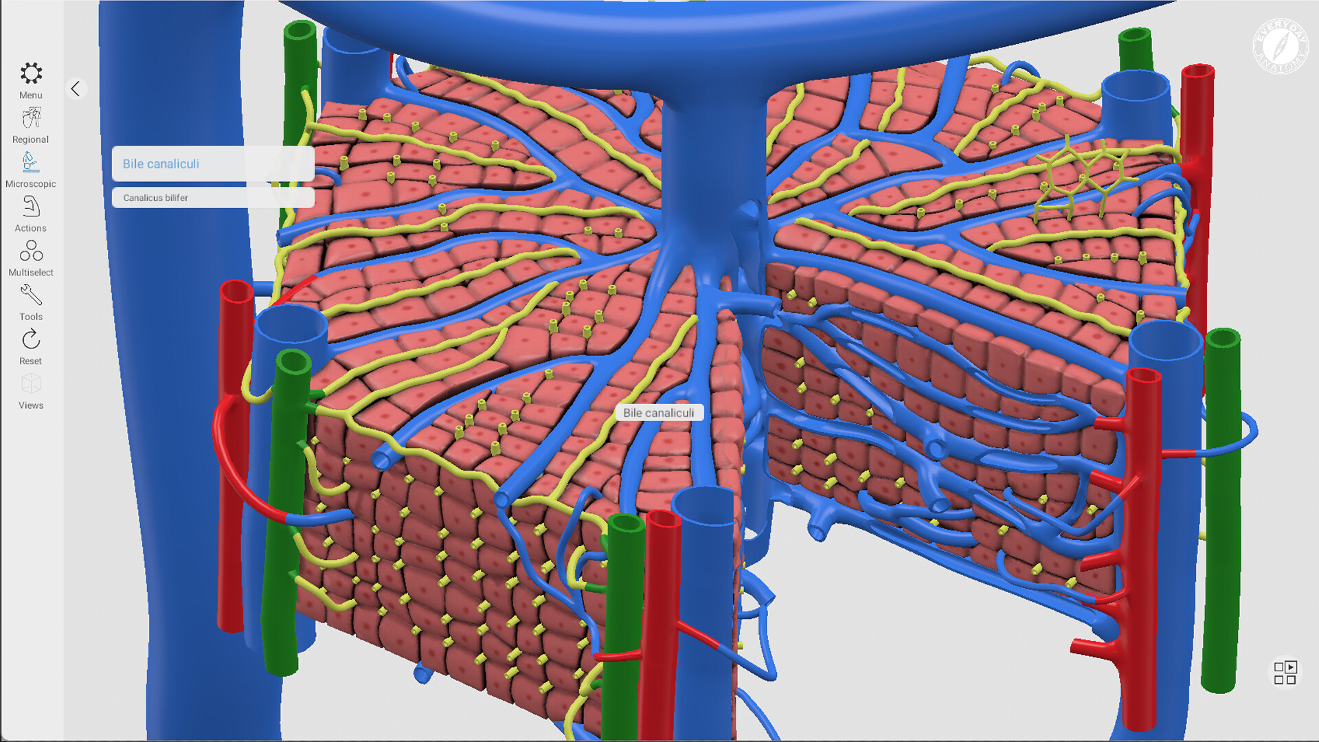 Everyday Anatomy screenshot 6