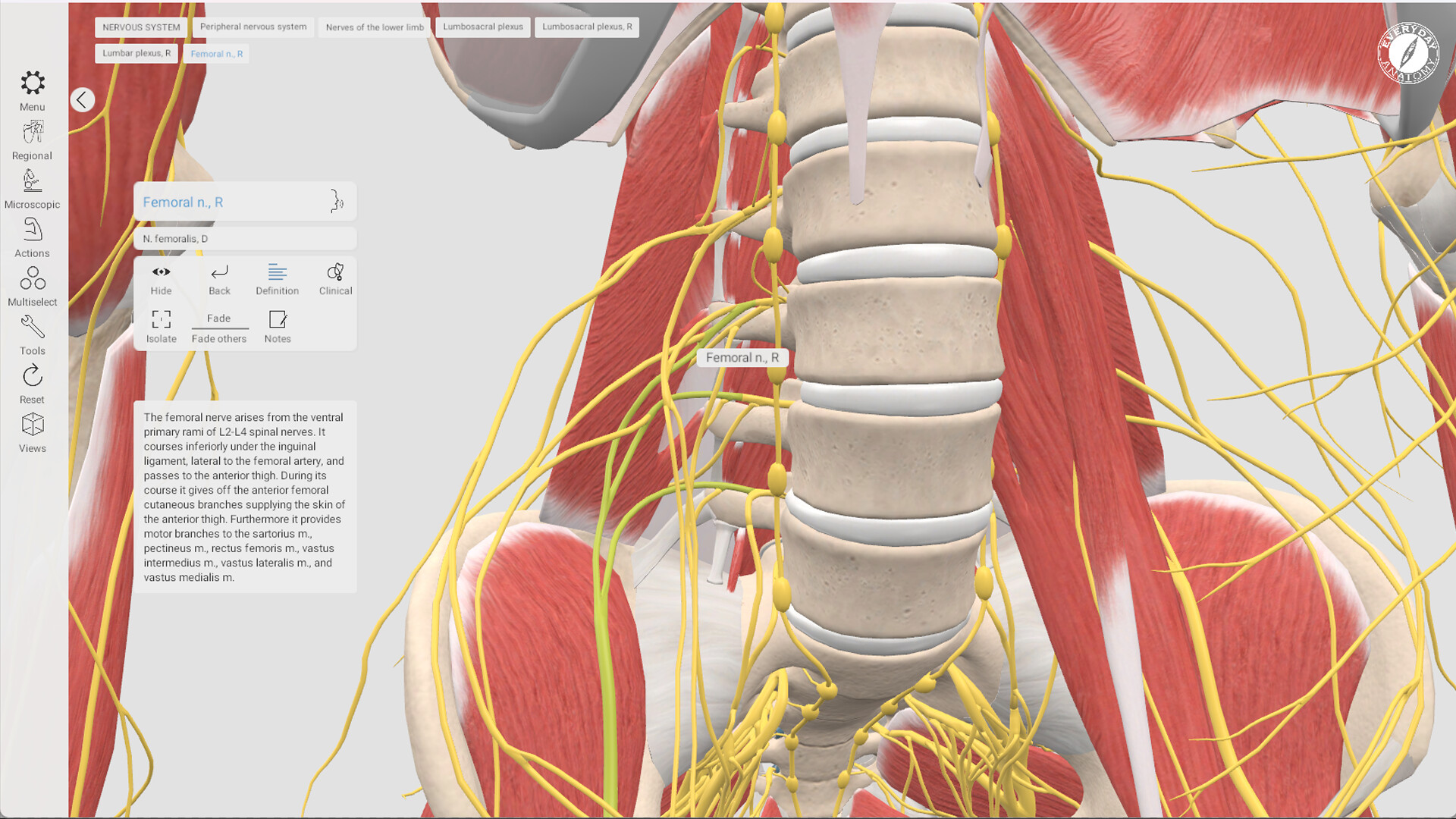 Everyday Anatomy screenshot 10