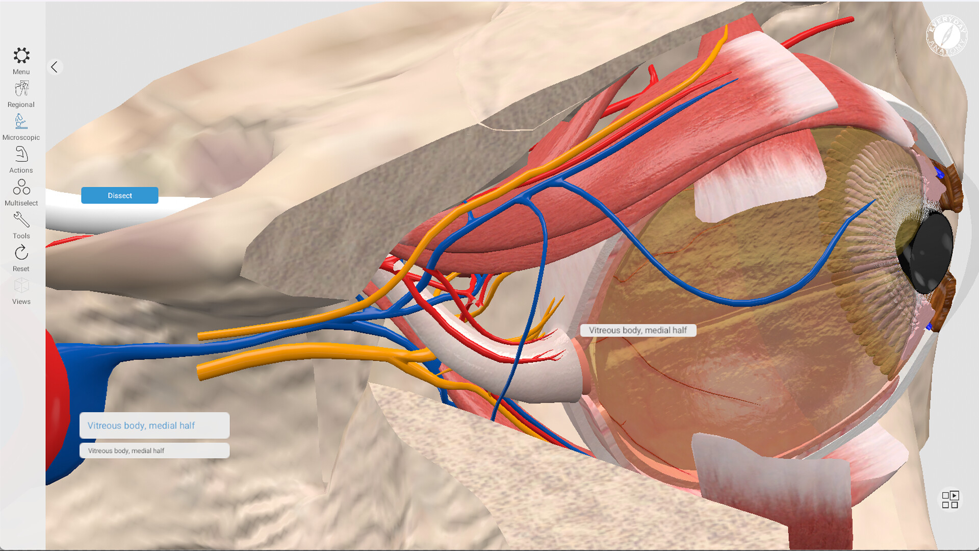 Everyday Anatomy screenshot 9