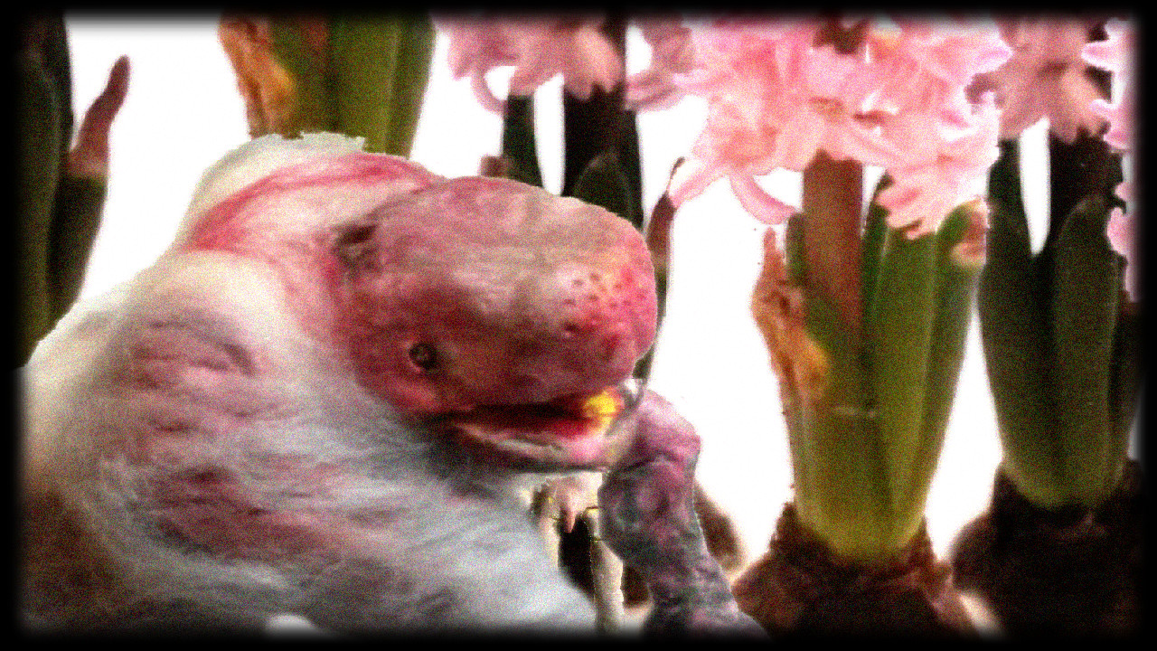 Dujanah screenshot 2