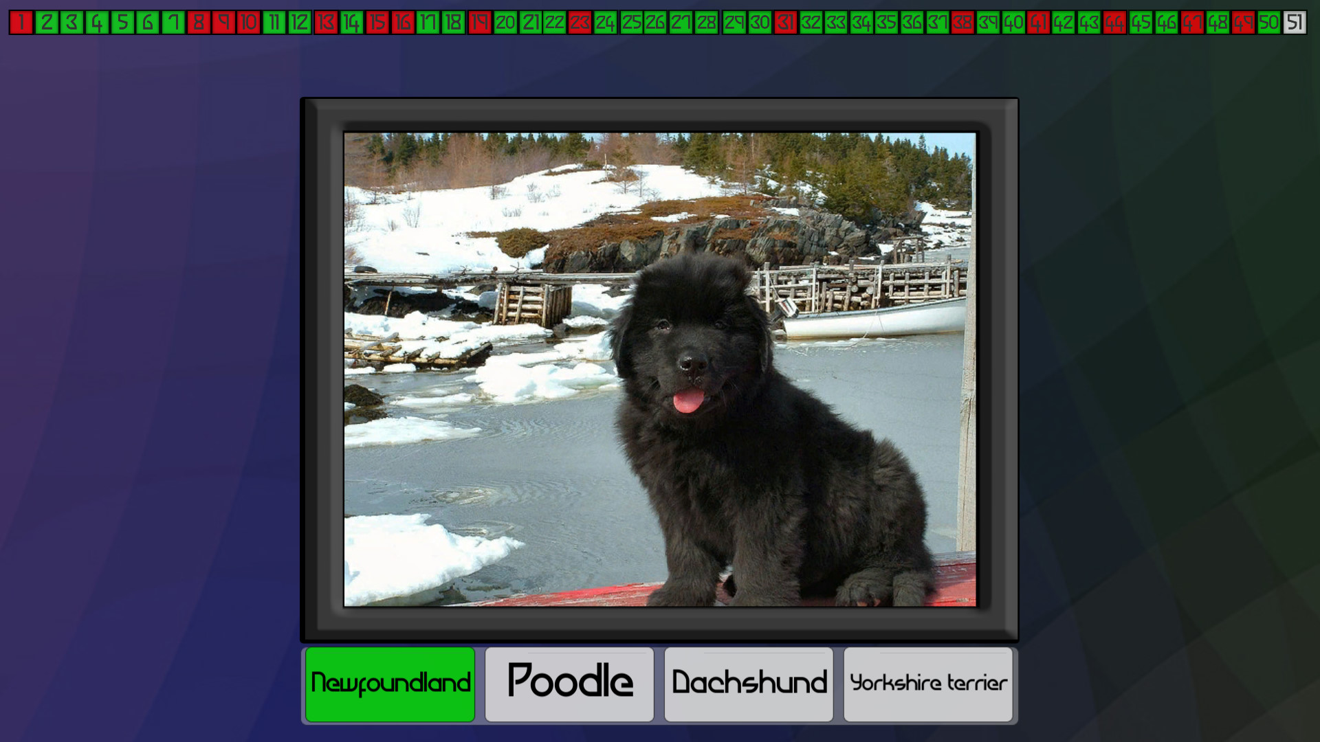 Test your knowledge: Dogs screenshot 6