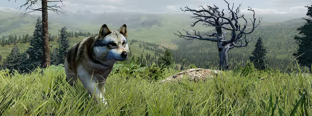 Wolf running through grassland