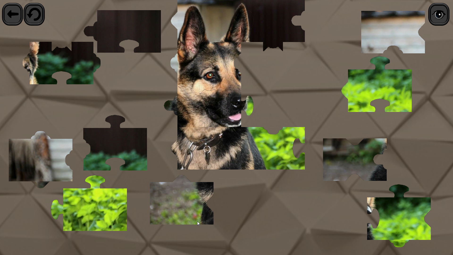 Puzzles for smart: Dogs screenshot 4