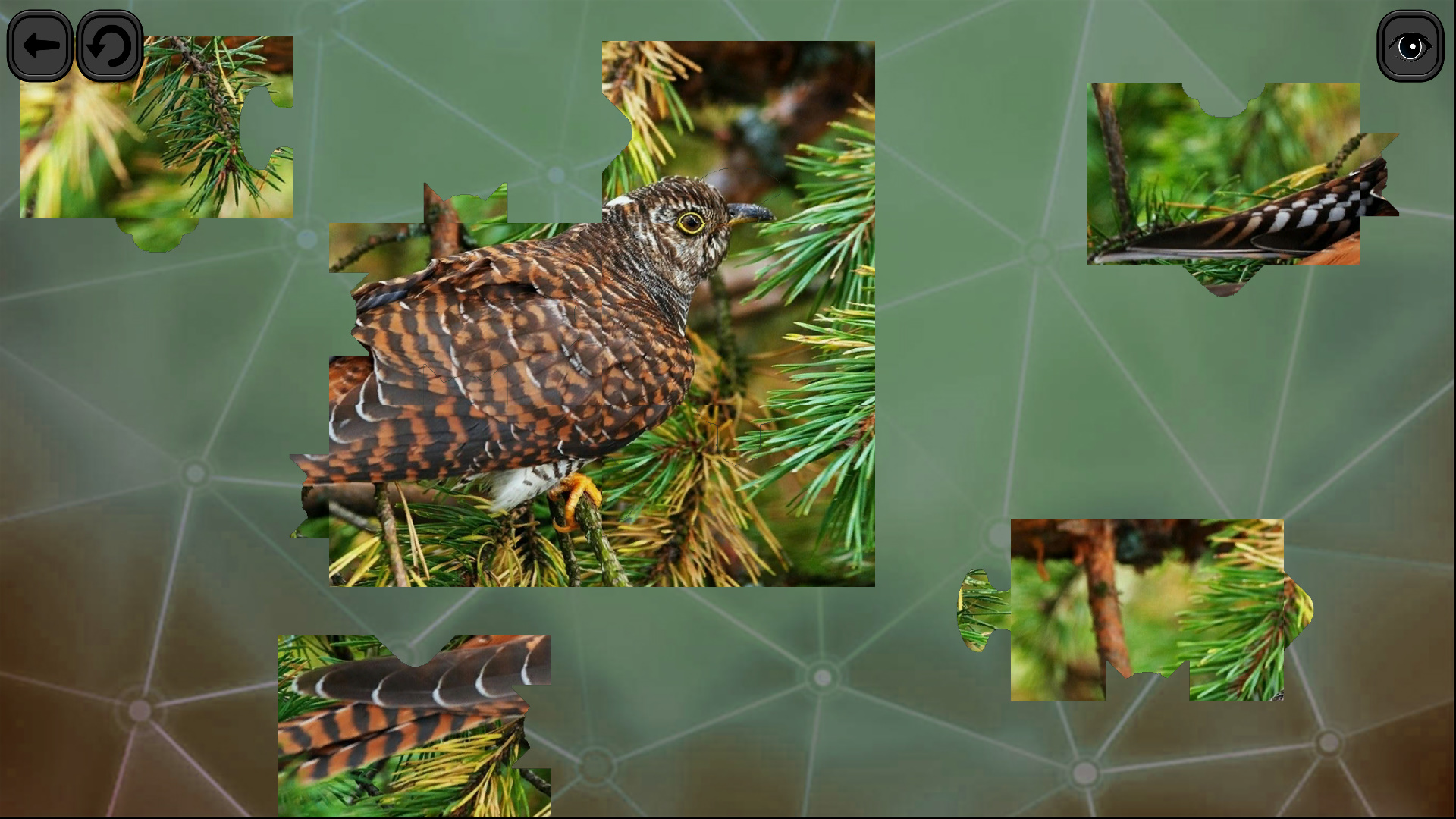 Puzzles for smart: Birds screenshot 6